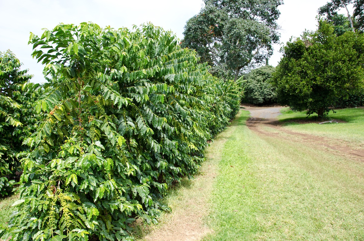 Coffee DOES grow on trees